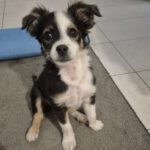 Mischling Pepe, 09/2025, Endgröße ca. 35-40 cm