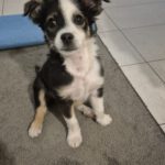 Mischling Pepe, 09/2025, Endgröße ca. 35-40 cm