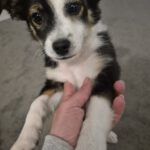 Mischling Pepe, 09/2025, Endgröße ca. 35-40 cm