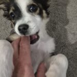 Mischling Pepe, 09/2025, Endgröße ca. 35-40 cm