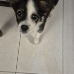 Mischling Pepe, 09/2025, Endgröße ca. 35-40 cm