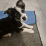 Mischling Pepe, 09/2025, Endgröße ca. 35-40 cm