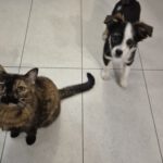 Mischling Pepe, 09/2025, Endgröße ca. 35-40 cm