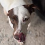 Bodeguero Mischling Pipo, 08/2023, ca. 40 cm