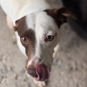 Bodeguero Mischling Pipo, 08/2023, ca. 40 cm