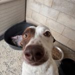 Bodeguero Mischling Pipo, 08/2023, ca. 40 cm