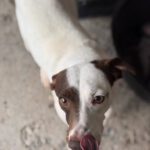 Bodeguero Mischling Pipo, 08/2023, ca. 40 cm