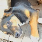 Mischling Ruven, 08/2025, Endgröße ca. 40-45 cm