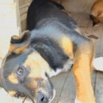 Mischling Ruven, 08/2025, Endgröße ca. 40-45 cm