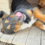 Mischling Ruven, 08/2025, Endgröße ca. 40-45 cm