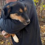 Mischling Ruven, 08/2025, Endgröße ca. 40-45 cm