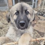 Mischling Silas, 10/2025, Endgröße ca. 50-55 cm