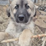 Mischling Silas, 10/2025, Endgröße ca. 50-55 cm