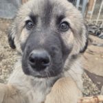 Mischling Silas, 10/2025, Endgröße ca. 50-55 cm