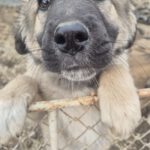 Mischling Silas, 10/2025, Endgröße ca. 50-55 cm