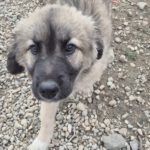 Mischling Silas, 10/2025, Endgröße ca. 50-55 cm