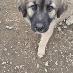 Mischling Silas, 10/2025, Endgröße ca. 50-55 cm