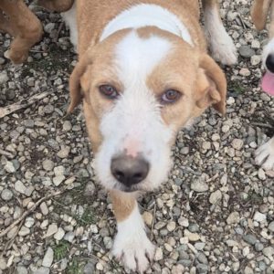 Mischling Sötje, 10/2022, ca. 50 cm