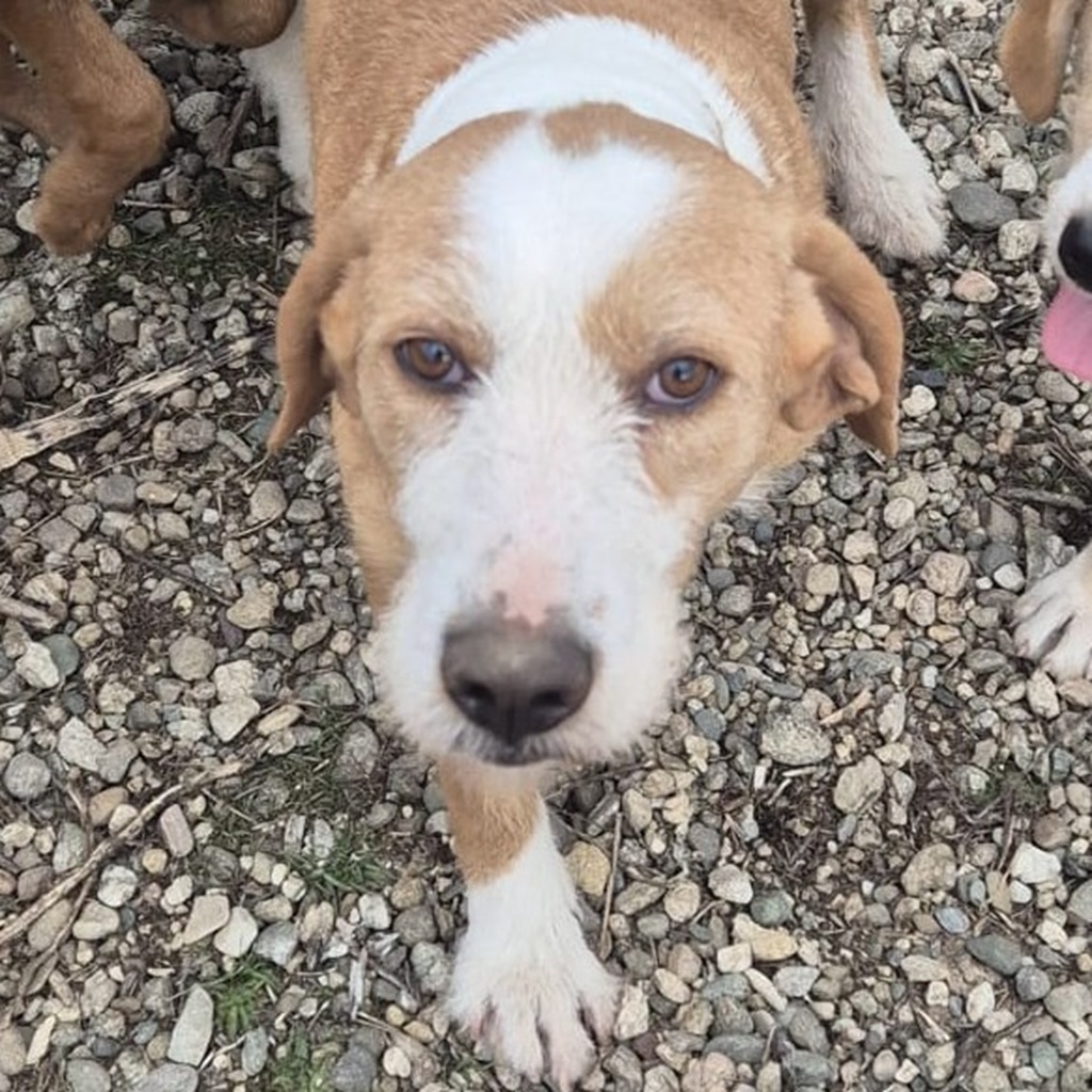 Mischling Sötje, 10/2022, ca. 50 cm