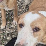 Mischling Sötje, 10/2022, ca. 50 cm