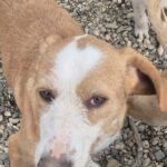 Mischling Sötje, 10/2022, ca. 50 cm