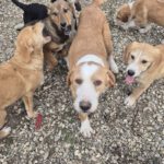 Mischling Sötje, 10/2022, ca. 50 cm