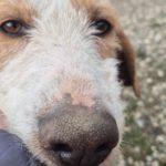 Mischling Sötje, 10/2022, ca. 50 cm