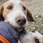 Mischling Sötje, 10/2022, ca. 50 cm