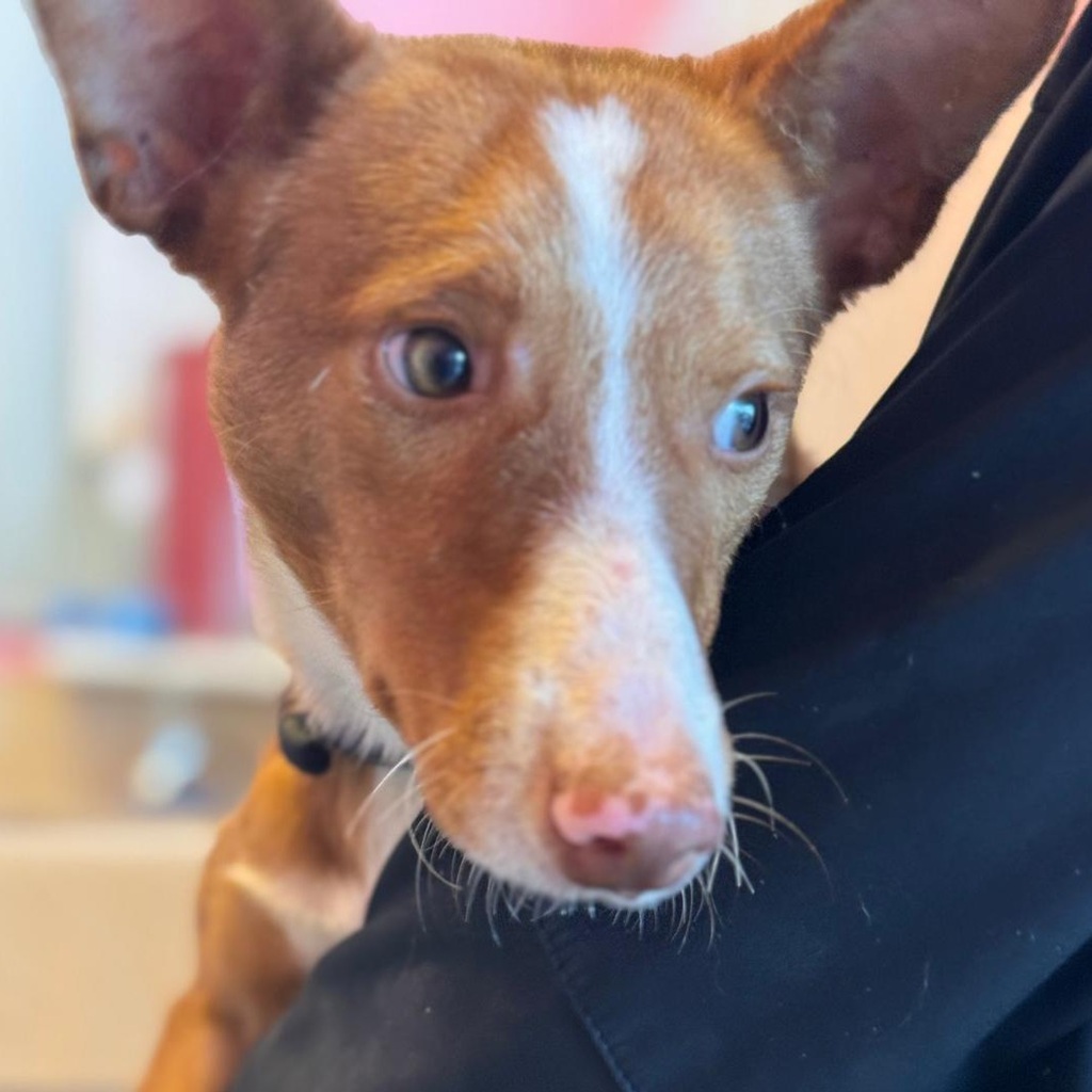 Podenco Sven,12/2024, ca. 45 cm