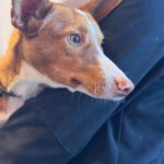 Podenco Sven,12/2024, ca. 45 cm