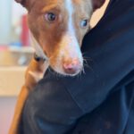 Podenco Sven,12/2024, ca. 45 cm