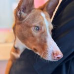 Podenco Sven,12/2024, ca. 45 cm