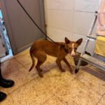 Podenco Sven,12/2024, ca. 45 cm