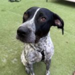 Pointer Mischling Aladin, 07/2024, ca. 60 cm, 06889 Lutherstadt Wittenberg