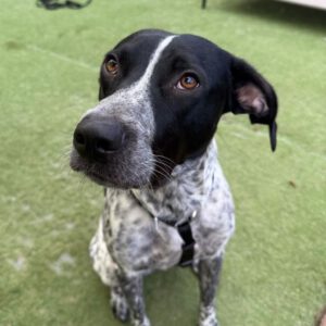 Pointer Mischling Aladin, 07/2024, ca. 60 cm, 06889 Lutherstadt Wittenberg