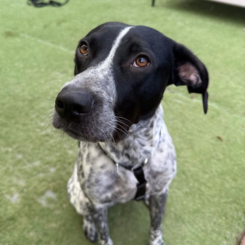 Pointer Mischling Aladin, 07/2024, ca. 60 cm, 06889 Lutherstadt Wittenberg