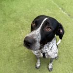 Pointer Mischling Aladin, 07/2024, ca. 60 cm, 06889 Lutherstadt Wittenberg