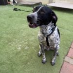 Pointer Mischling Aladin, 07/2024, ca. 60 cm, 06889 Lutherstadt Wittenberg