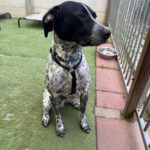 Pointer Mischling Aladin, 07/2024, ca. 60 cm, 06889 Lutherstadt Wittenberg