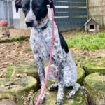 Pointer Mischling Aladin, 07/2024, ca. 60 cm, 06889 Lutherstadt Wittenberg