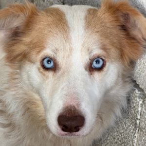 Border Collie Alexa, 07/2024, ca. 50 cm