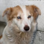 Border Collie Alexa, 07/2024, ca. 50 cm