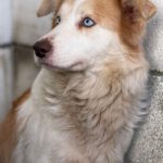 Border Collie Alexa, 07/2024, ca. 50 cm