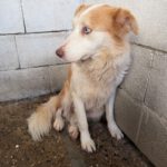 Border Collie Alexa, 07/2024, ca. 50 cm