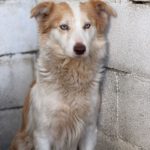 Border Collie Alexa, 07/2024, ca. 50 cm