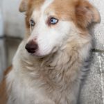 Border Collie Alexa, 07/2024, ca. 50 cm