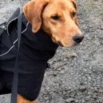 Mischling Alma, 09/2022, ca. 50cm, 63667 Nidda