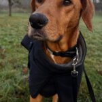 Mischling Alma, 09/2022, ca. 50cm, 63667 Nidda