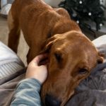 Mischling Alma, 09/2022, ca. 50cm, 63667 Nidda