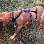 Mischling Alma, 09/2022, ca. 50cm, 63667 Nidda